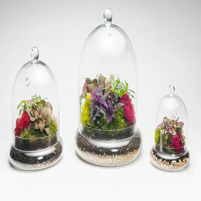 Cloche Terrarium